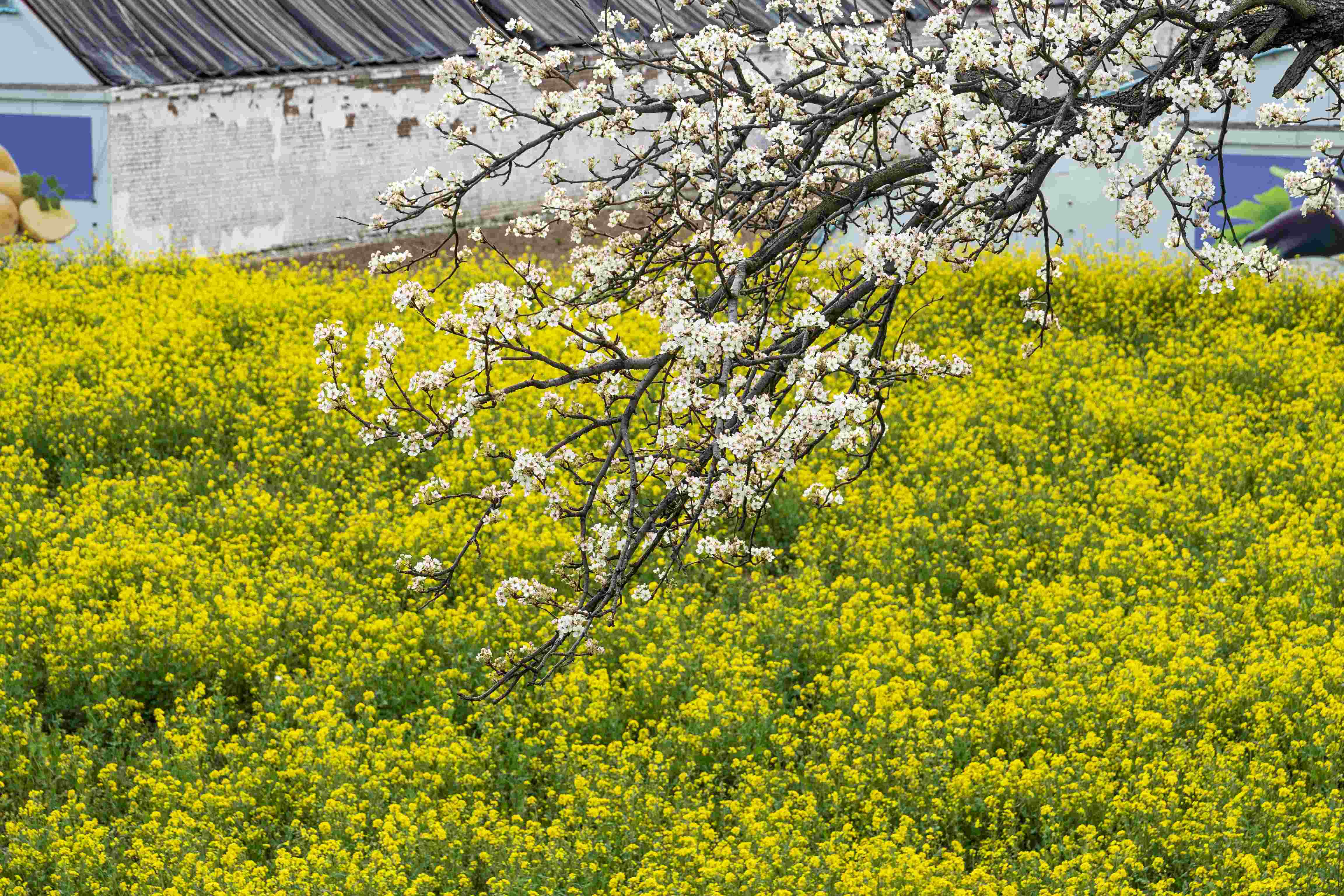 “千jbo竞博网址万工程”调研行 山西高平：和美城乡景色新(图5)